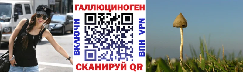 Купить  Покачи  Галлюциногенные грибы Psilocybe 